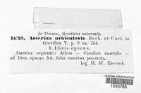 Asterina orbicularis image